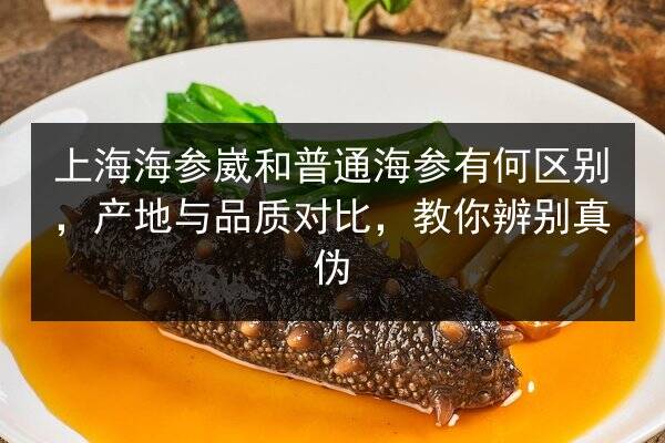 上海海参崴和普通海参有何区别，产地与品质对比，教你辨别真伪