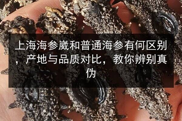 上海海参崴和普通海参有何区别，产地与品质对比，教你辨别真伪