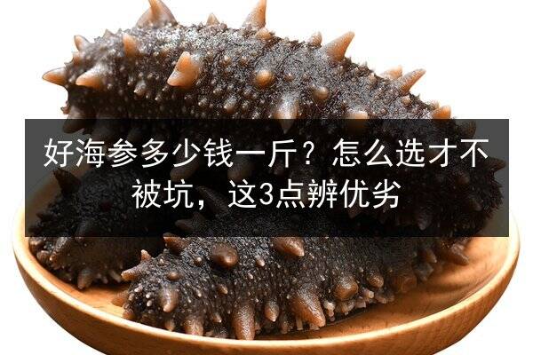好海参多少钱一斤？怎么选才不被坑，这3点辨优劣