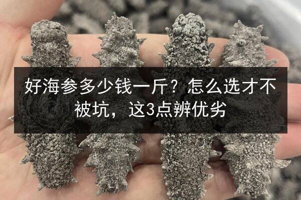 好海参多少钱一斤？怎么选才不被坑，这3点辨优劣