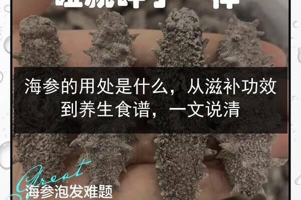 海参的用处是什么,从滋补功效到养生食谱,一文说清
