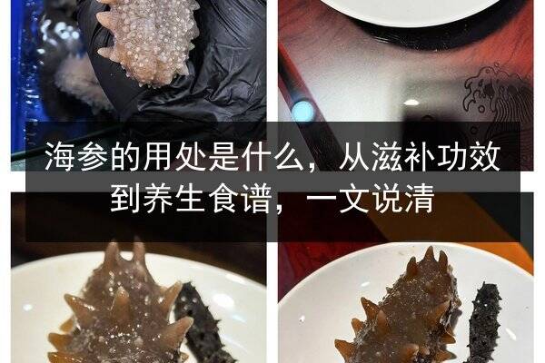海参的用处是什么,从滋补功效到养生食谱,一文说清