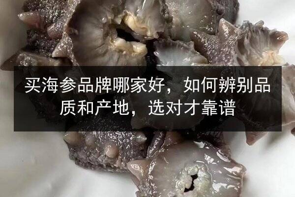 买海参品牌哪家好，如何辨别品质和产地，选对才靠谱