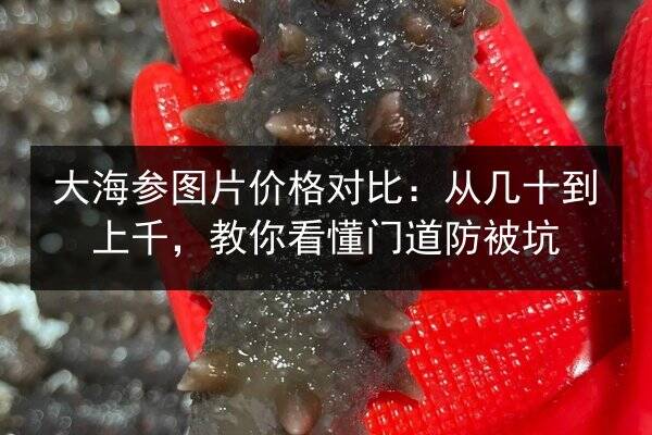 大海参图片价格对比：从几十到上千，教你看懂门道防被坑