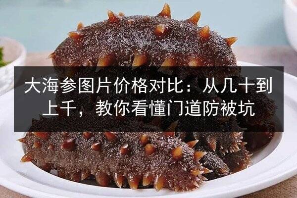 大海参图片价格对比：从几十到上千，教你看懂门道防被坑