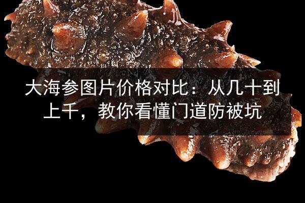 大海参图片价格对比：从几十到上千，教你看懂门道防被坑