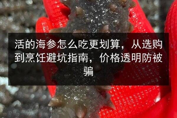 活的海参怎么吃更划算，从选购到烹饪避坑指南，价格透明防被骗