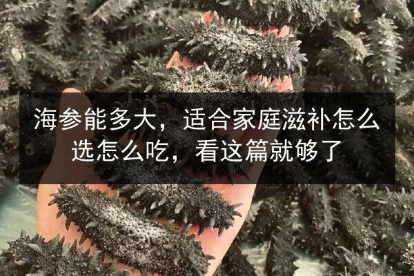 海参能多大,适合家庭滋补怎么选怎么吃,看这篇就够了