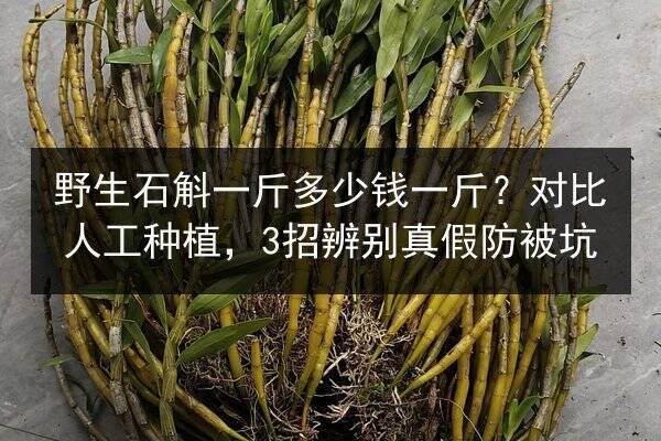 海参可以冷冻吗,冷冻后营养会流失吗,保存方法和保质期说明