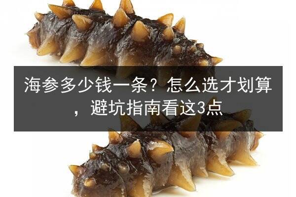 海参多少钱一条?怎么选才划算,避坑指南看这3点