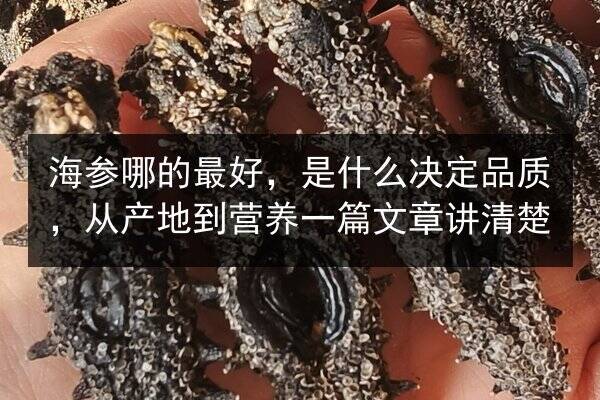 海参哪的最好,是什么决定品质,从产地到营养一篇文章讲清楚