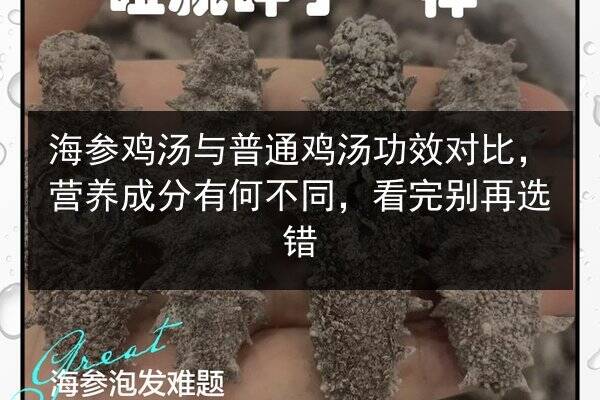 海参鸡汤与普通鸡汤功效对比,营养成分有何不同,看完别再选错