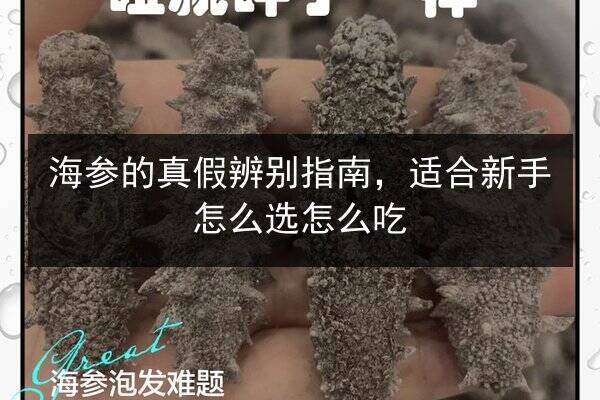 海参的真假辨别指南,适合新手怎么选怎么吃