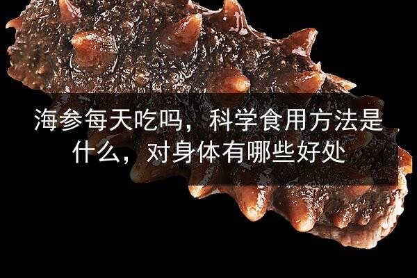 海参每天吃吗，科学食用方法是什么，对身体有哪些好处