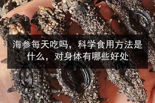 海参每天吃吗，科学食用方法是什么，对身体有哪些好处