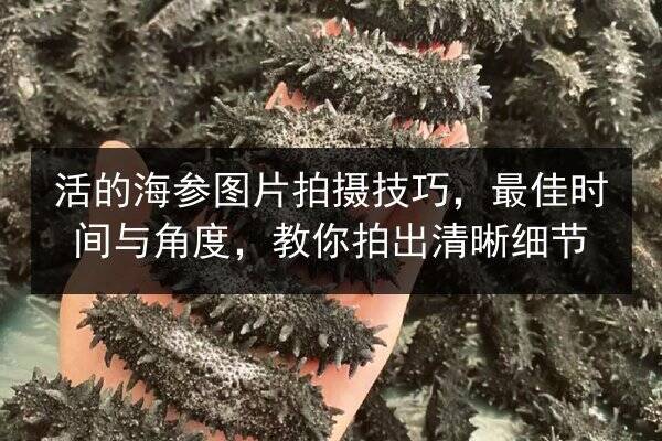 活的海参图片拍摄技巧，最佳时间与角度，教你拍出清晰细节