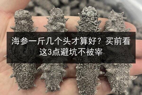 海参一斤几个头才算好?买前看这3点避坑不被宰