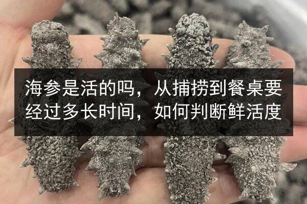 海参是活的吗，从捕捞到餐桌要经过多长时间，如何判断鲜活度