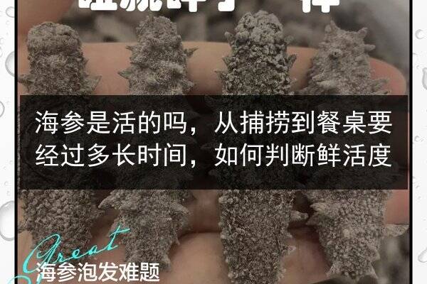 海参是活的吗，从捕捞到餐桌要经过多长时间，如何判断鲜活度