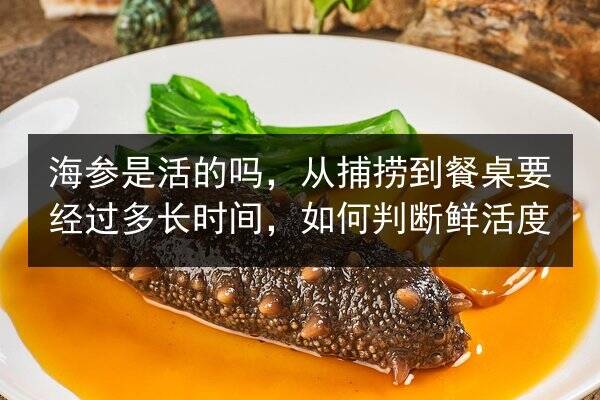 海参是活的吗，从捕捞到餐桌要经过多长时间，如何判断鲜活度