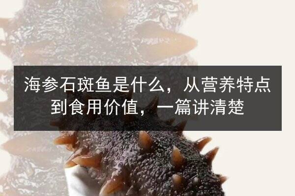 海参石斑鱼是什么，从营养特点到食用价值，一篇讲清楚