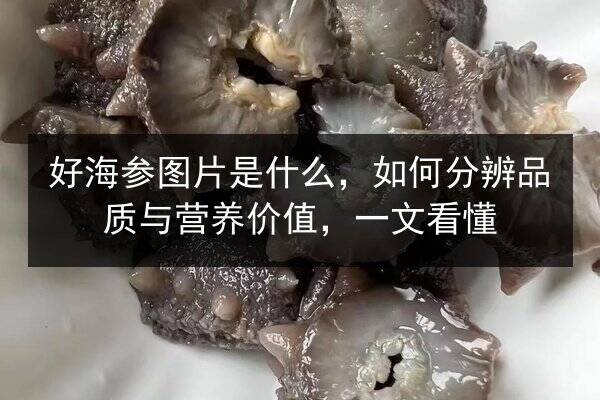 好海参图片是什么,如何分辨品质与营养价值,一文看懂
