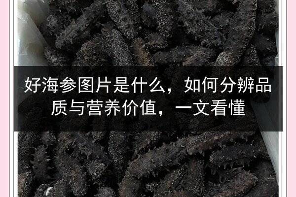 好海参图片是什么,如何分辨品质与营养价值,一文看懂