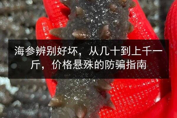 海参辨别好坏,从几十到上千一斤,价格悬殊的防骗指南