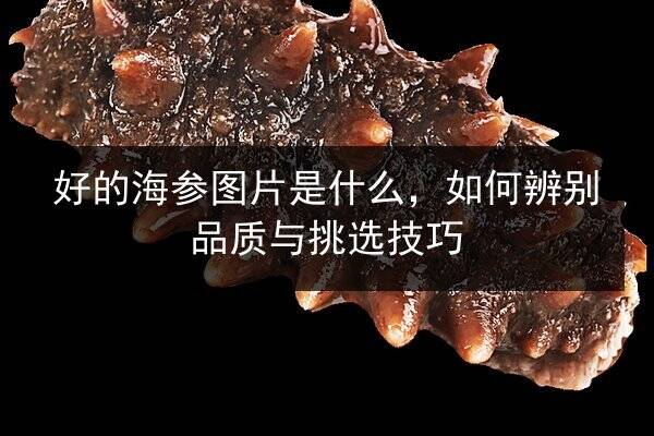 好的海参图片是什么,如何辨别品质与挑选技巧