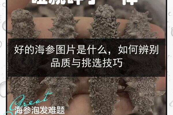 好的海参图片是什么,如何辨别品质与挑选技巧