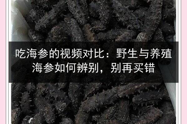 吃海参的视频对比:野生与养殖海参如何辨别,别再买错