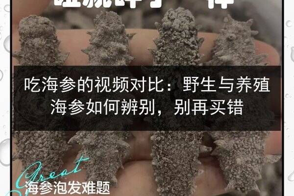 吃海参的视频对比:野生与养殖海参如何辨别,别再买错
