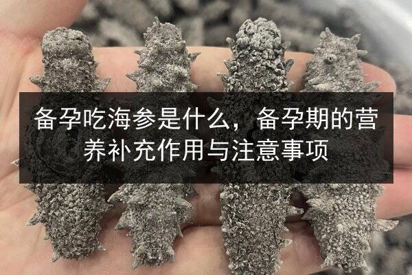 备孕吃海参是什么，备孕期的营养补充作用与注意事项
