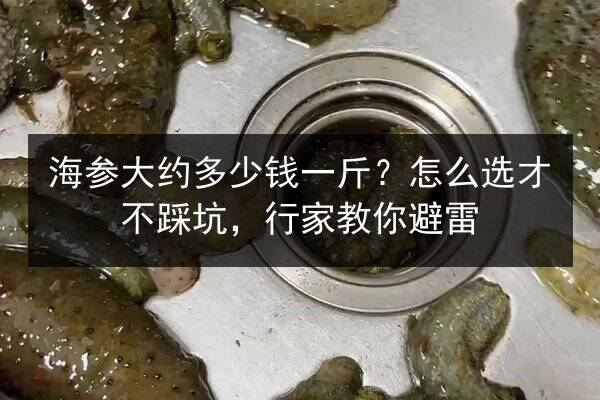 海参大约多少钱一斤?怎么选才不踩坑,行家教你避雷