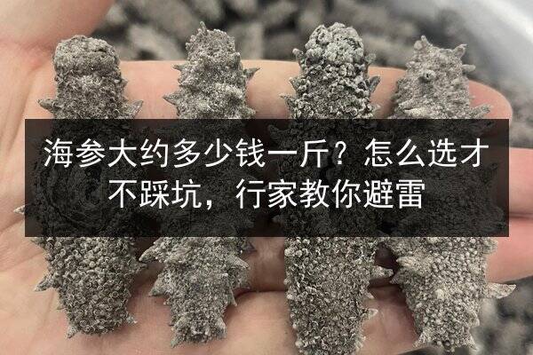 海参大约多少钱一斤?怎么选才不踩坑,行家教你避雷