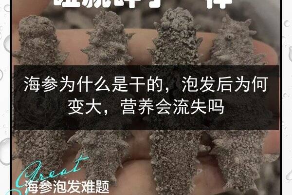 海参为什么是干的,泡发后为何变大,营养会流失吗