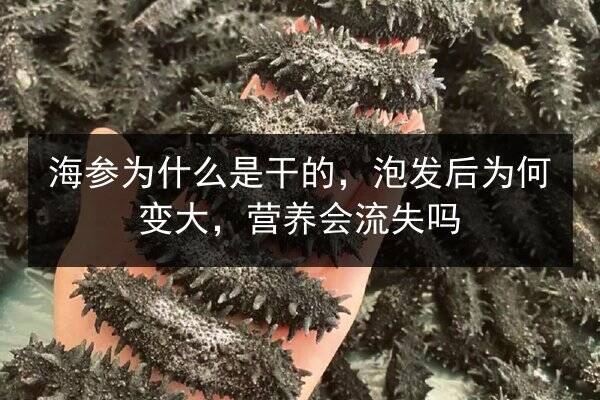 海参为什么是干的,泡发后为何变大,营养会流失吗