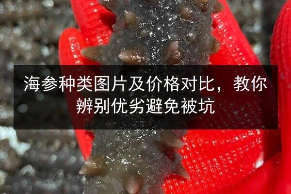 海参种类图片及价格对比,教你辨别优劣避免被坑