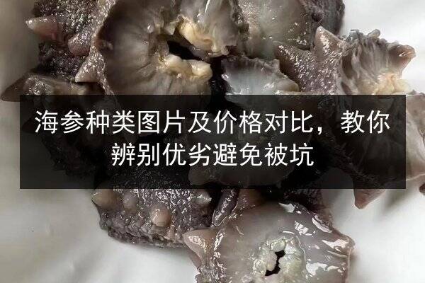 海参种类图片及价格对比,教你辨别优劣避免被坑
