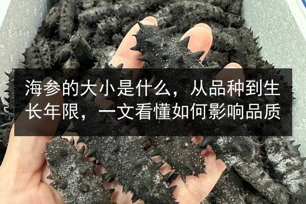 海参的大小是什么,从品种到生长年限,一文看懂如何影响品质