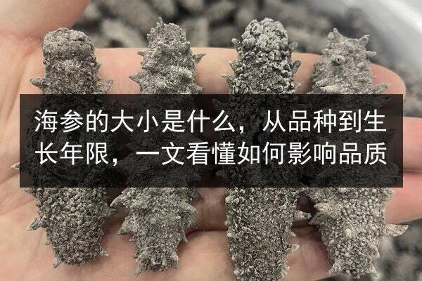 海参的大小是什么,从品种到生长年限,一文看懂如何影响品质