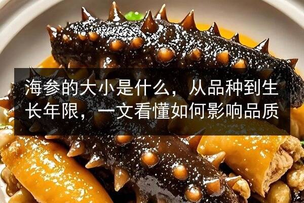海参的大小是什么,从品种到生长年限,一文看懂如何影响品质