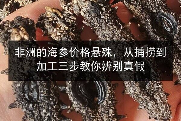 非洲的海参价格悬殊，从捕捞到加工三步教你辨别真假
