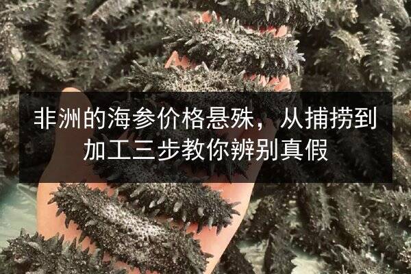 非洲的海参价格悬殊，从捕捞到加工三步教你辨别真假