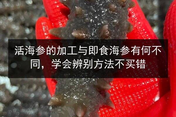 活海参的加工与即食海参有何不同，学会辨别方法不买错