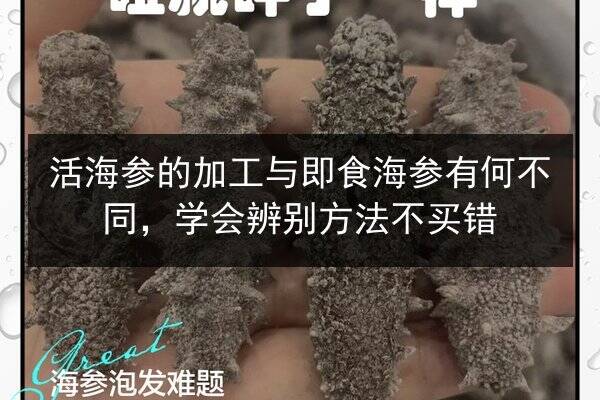 活海参的加工与即食海参有何不同，学会辨别方法不买错