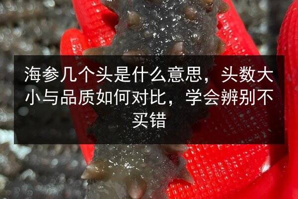 海参几个头是什么意思,头数大小与品质如何对比,学会辨别不买错