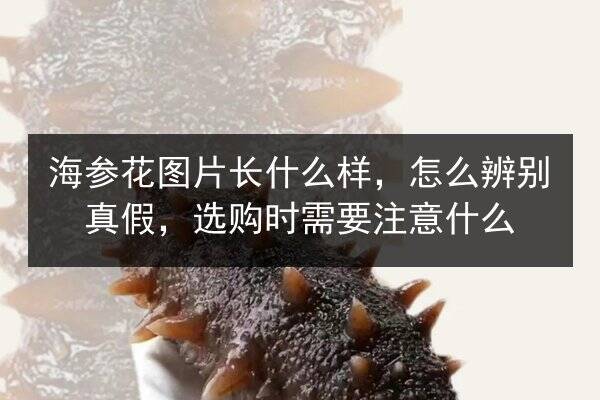 海参花图片长什么样，怎么辨别真假，选购时需要注意什么