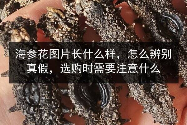 海参花图片长什么样，怎么辨别真假，选购时需要注意什么