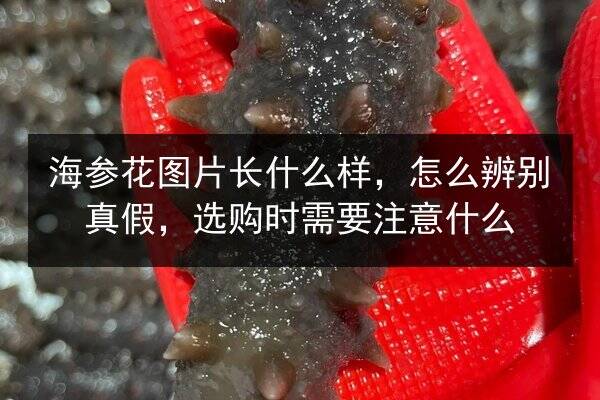 海参花图片长什么样，怎么辨别真假，选购时需要注意什么